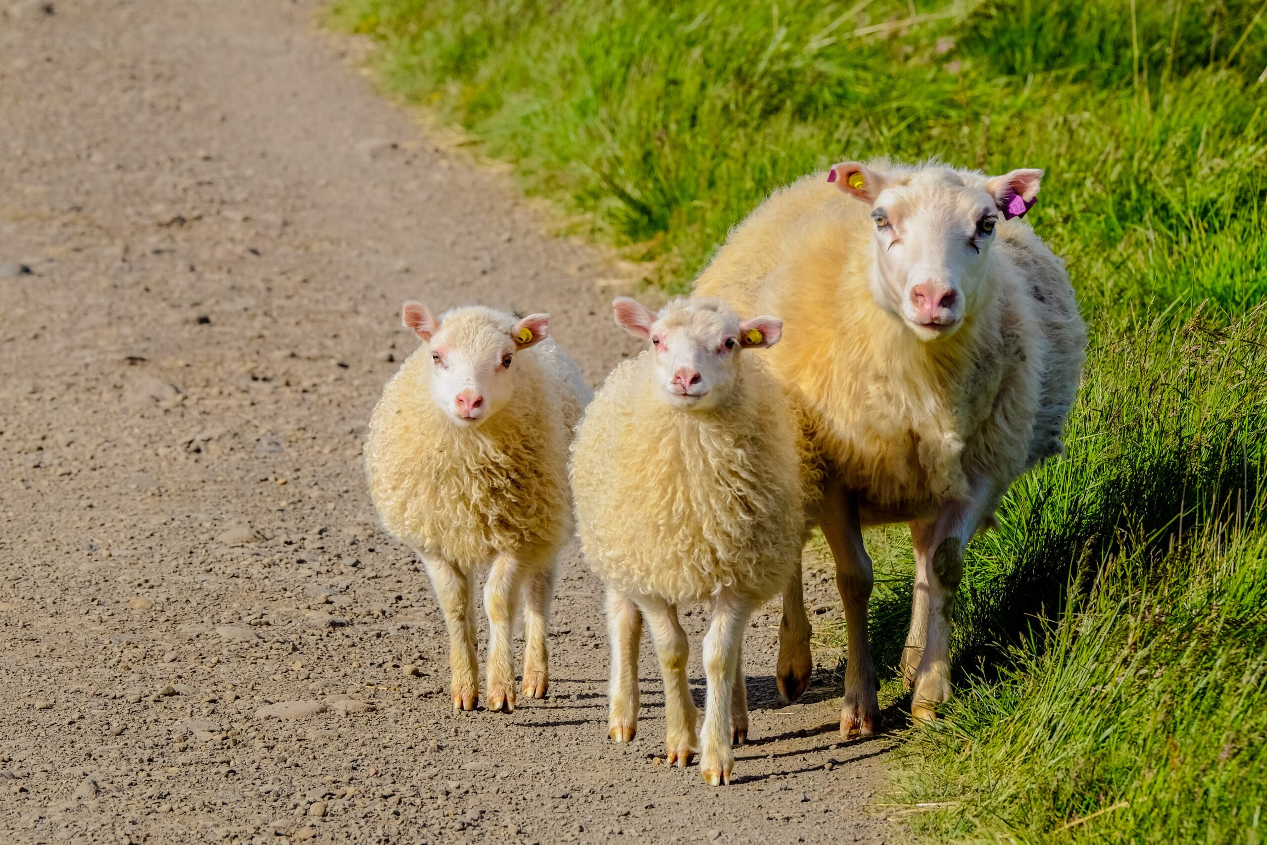 Schapen met een lekker dikke wollen vacht